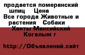 продается померанский шпиц  › Цена ­ 35 000 - Все города Животные и растения » Собаки   . Ханты-Мансийский,Когалым г.